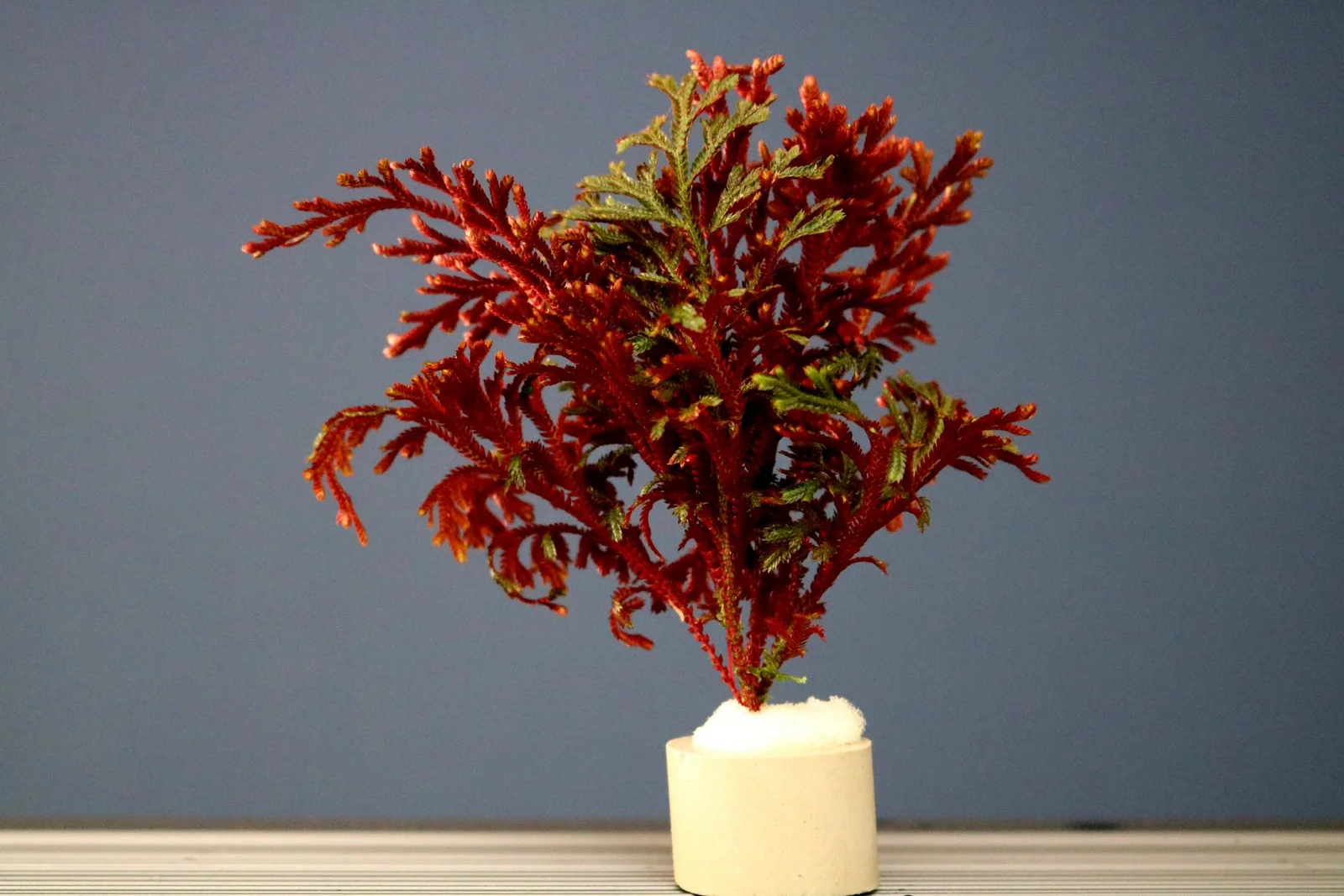 Selaginella erythropus