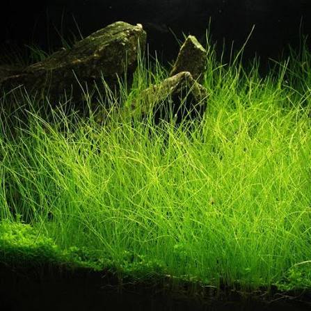 Eleocharis parvulus (acicularis) T/C CUP
