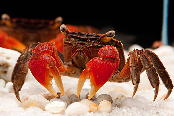 Red claw mangrove crab