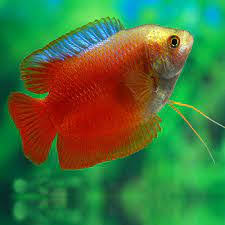 RED DWARF GOURAMY