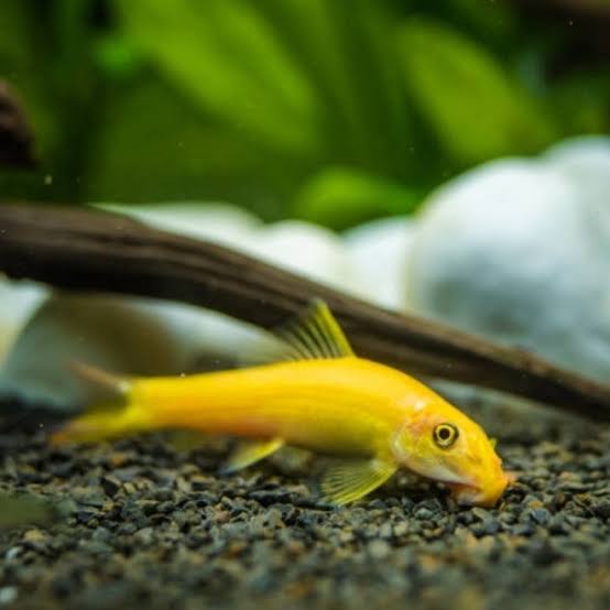 Albino Algae Eater