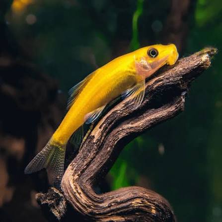 Albino Algae Eater