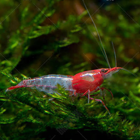 Mixed Shrimp