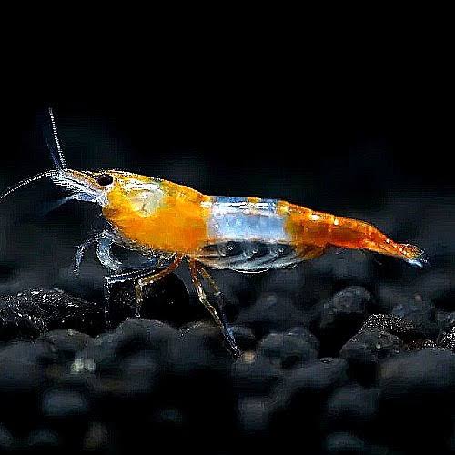 Mixed Shrimp