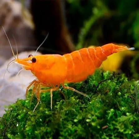 Mixed Shrimp