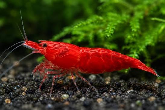 Mixed Shrimp