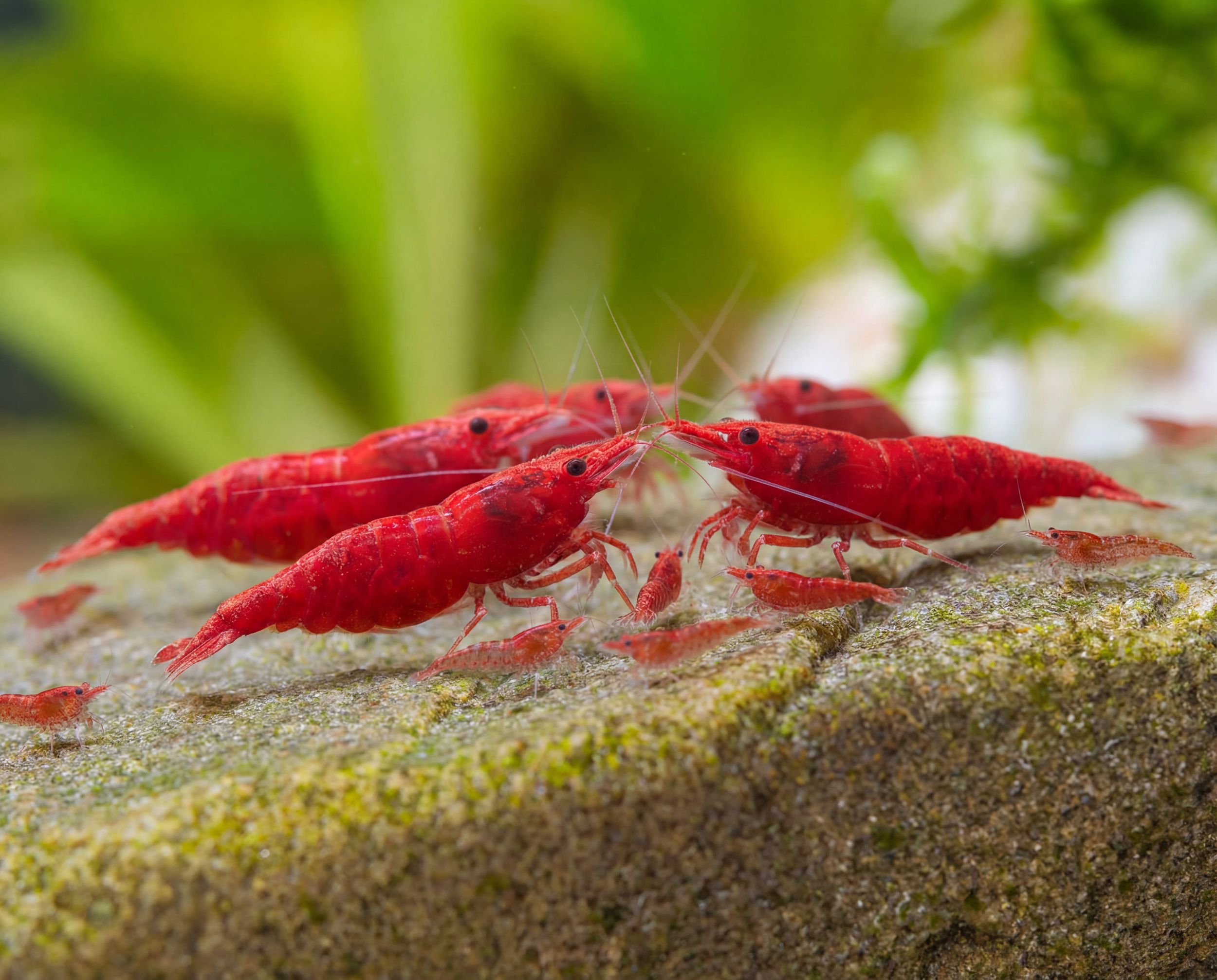 Mixed Shrimp