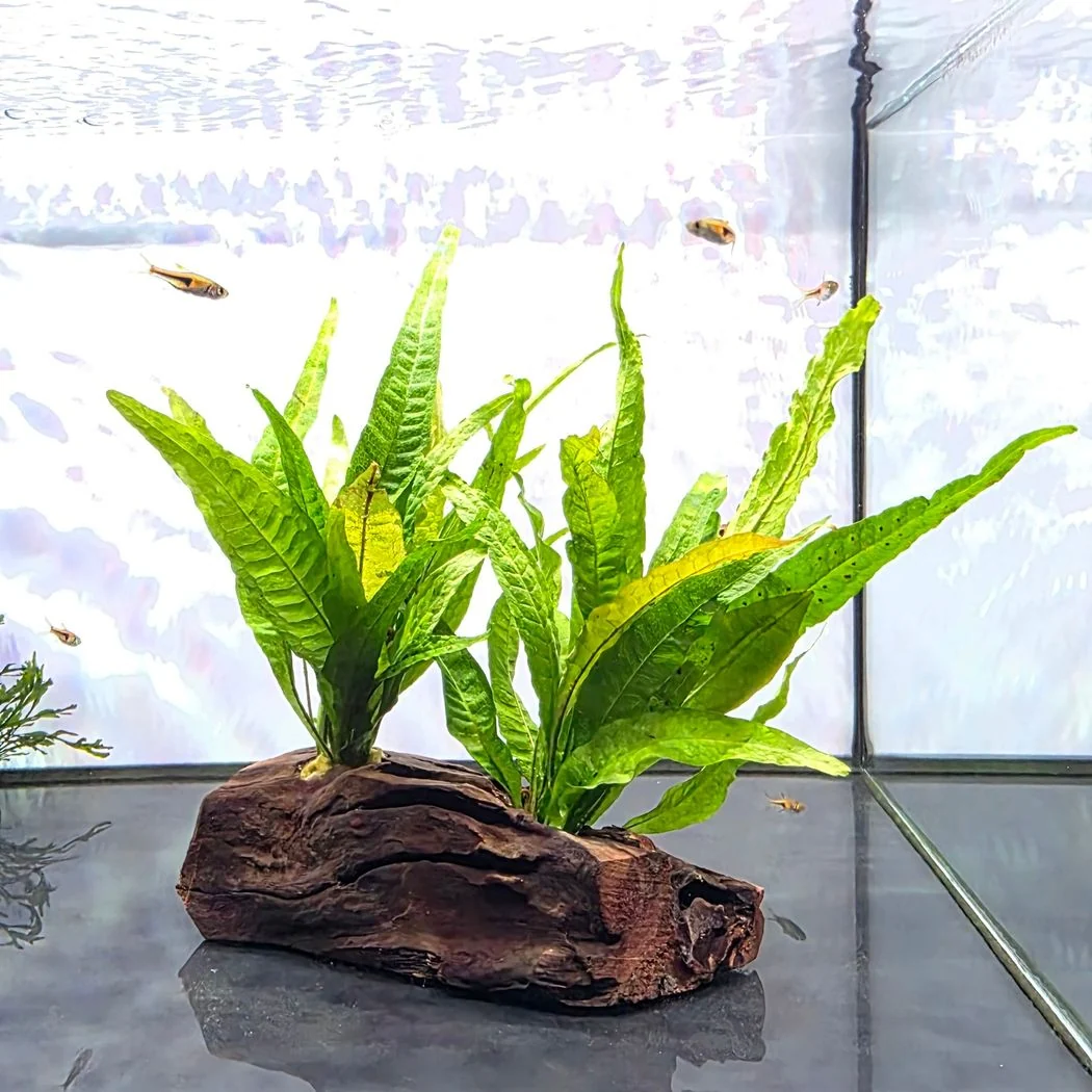 Microsorum pteropus on Pterocarpus wood -[L] 20cm