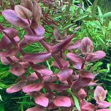 Bacopa salzmannii Purple