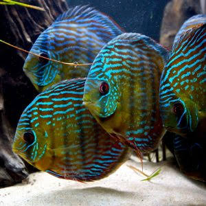 Assorted discus 6.25"