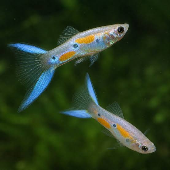 Male lyretail guppy