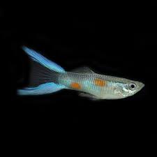 Male lyretail guppy