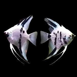 Panda Angelfish