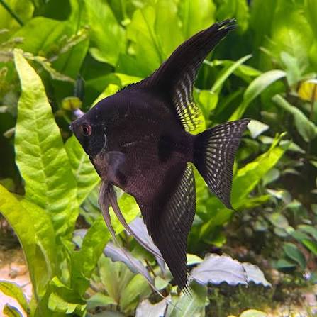Black Angelfish