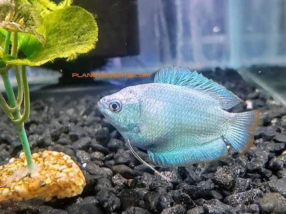 Blue Dwarf Gourami