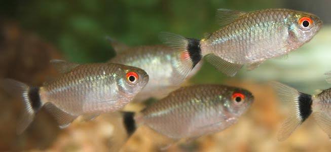 Red Eye Tetra