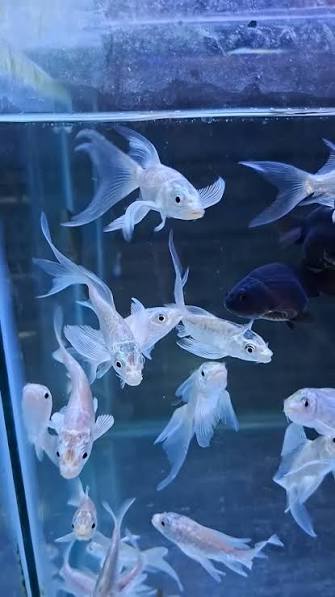 Platinum Butterfly Koi