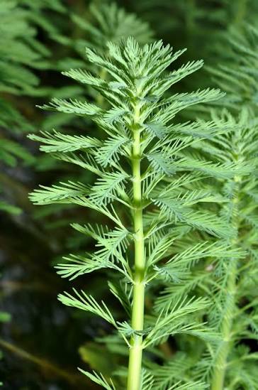 Myriophyllum mattogrossense