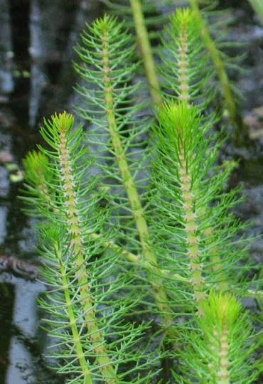 Myriophyllum mattogrossense